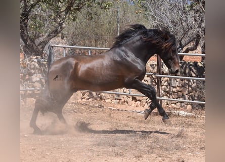 Andalusier, Hengst, 3 Jahre, 154 cm, Brauner