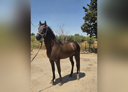 Andalusier, Hengst, 3 Jahre, 155 cm, Brauner