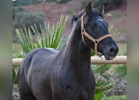 Andalusier, Hengst, 3 Jahre, 155 cm, Rappe