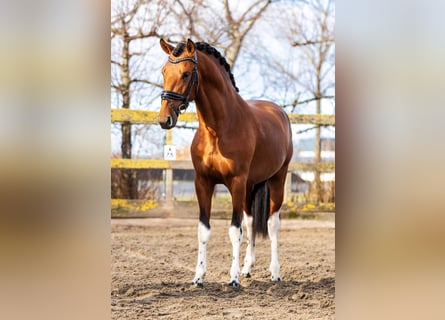 Andalusier, Hengst, 3 Jahre, 155 cm, Schecke