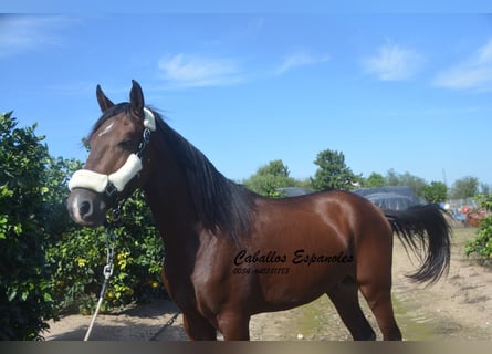 Andalusier, Hengst, 3 Jahre, 156 cm, Brauner