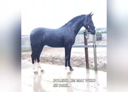 Andalusier, Hengst, 3 Jahre, 157 cm, Rappe