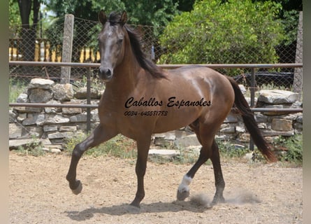 Andalusier, Hengst, 3 Jahre, 157 cm, Schwarzbrauner