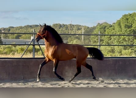 Andalusier, Hengst, 3 Jahre, 158 cm, Brauner