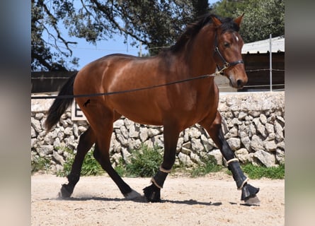 Andalusier, Hengst, 3 Jahre, 159 cm, Brauner