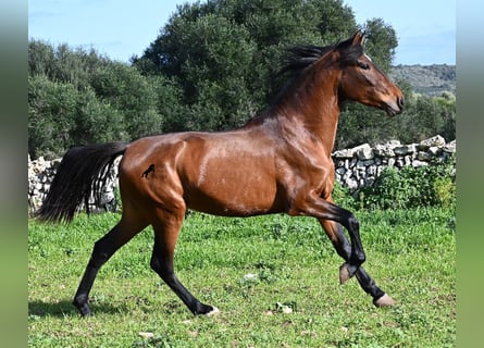 Andalusier, Hengst, 3 Jahre, 160 cm, Brauner