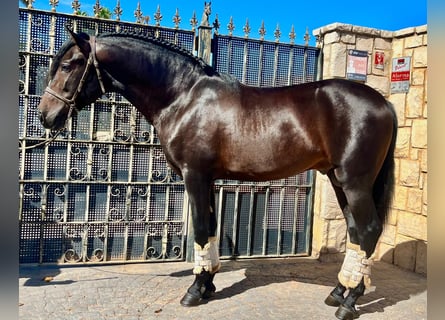 Andalusier, Hengst, 3 Jahre, 160 cm, Dunkelbrauner
