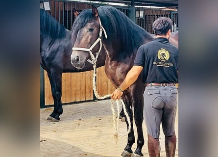 Andalusier, Hengst, 3 Jahre, 160 cm, Dunkelbrauner