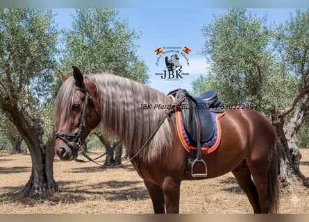 Andalusier, Hengst, 3 Jahre, 160 cm, Palomino