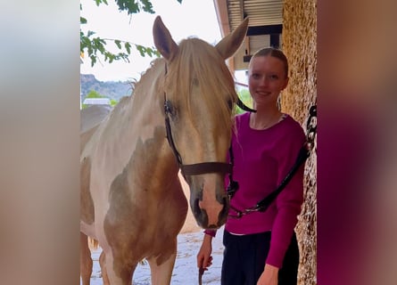 Andalusier, Hengst, 3 Jahre, 160 cm, Schecke