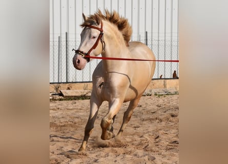 Andalusier, Hengst, 3 Jahre, 162 cm, Perlino