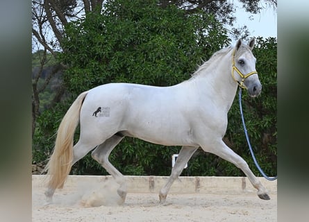 Andalusier, Hengst, 3 Jahre, 162 cm, Schimmel
