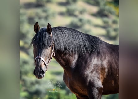 Andalusier, Hengst, 3 Jahre, 162 cm, Schwarzbrauner