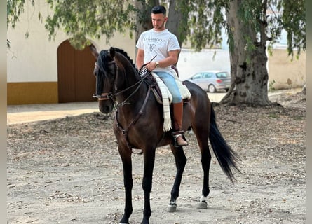 Andalusier, Hengst, 3 Jahre, 164 cm, Dunkelbrauner