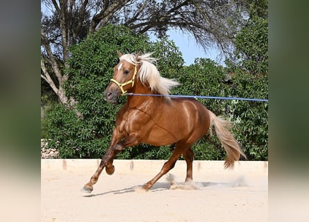 Andalusier, Hengst, 3 Jahre, 164 cm, Palomino