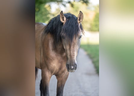 Andalusier, Hengst, 3 Jahre, 167 cm, Buckskin