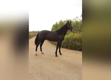 Andalusier, Hengst, 3 Jahre, 173 cm, Rappe