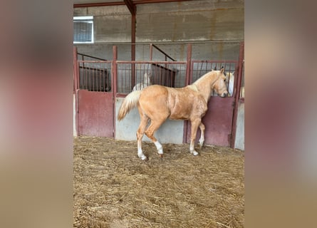 Andalusier, Hengst, 3 Jahre, Palomino