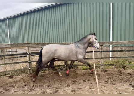 Andalusiër, Hengst, 4 Jaar, 148 cm, Schimmel