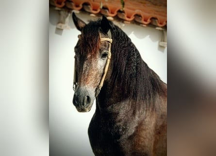 Andalusiër, Hengst, 4 Jaar, 155 cm, Brown Falb schimmel