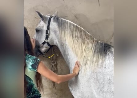Andalusiër, Hengst, 4 Jaar, 156 cm, Appelschimmel