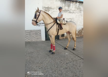 Andalusiër, Hengst, 4 Jaar, 160 cm, Cremello