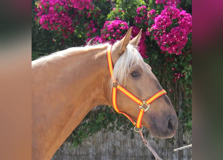 Andalusiër, Hengst, 4 Jaar, 160 cm, Palomino