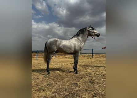 Andalusiër, Hengst, 4 Jaar, 160 cm, Schimmel