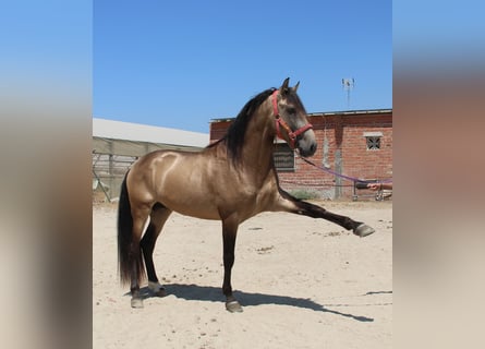 Andalusiër, Hengst, 4 Jaar, 165 cm, Buckskin