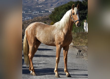 Andalusier, Hengst, 4 Jahre, 150 cm, Palomino