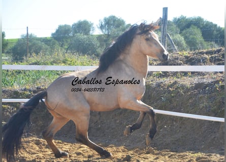 Andalusier, Hengst, 4 Jahre, 155 cm, Falbe