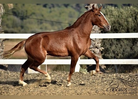 Andalusier, Hengst, 4 Jahre, 157 cm, Fuchs