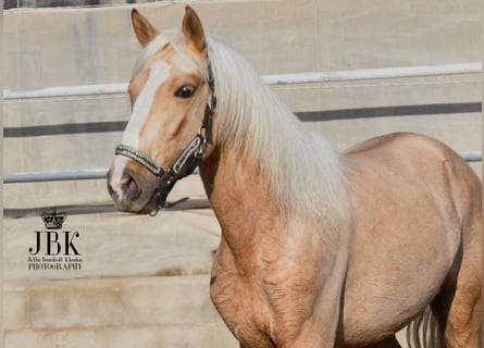 Andalusier Mix, Hengst, 4 Jahre, 157 cm, Palomino