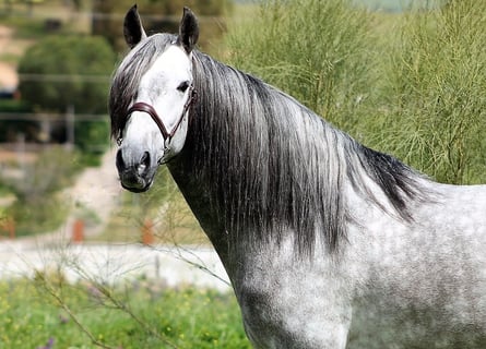 Andalusier, Hengst, 4 Jahre, 157 cm, Schimmel