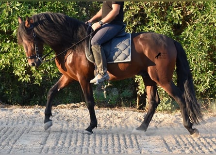 Andalusier, Hengst, 4 Jahre, 158 cm, Brauner