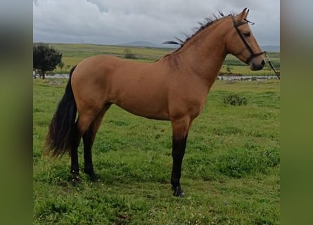 Andalusier, Hengst, 4 Jahre, 160 cm, Rotbrauner
