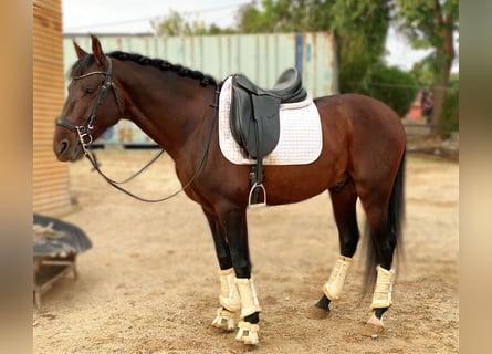 Andalusier, Hengst, 4 Jahre, 160 cm, Rotbrauner