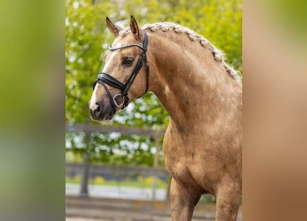 Andalusier, Hengst, 4 Jahre, 161 cm, Palomino