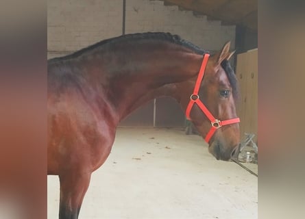 Andalusier, Hengst, 4 Jahre, 163 cm, Rotbrauner