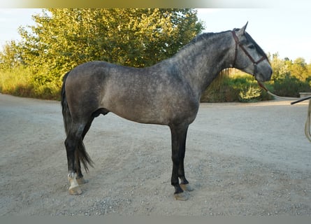 Andalusier, Hengst, 4 Jahre, 163 cm, Schimmel