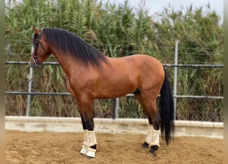 Andalusier, Hengst, 4 Jahre, 165 cm, Rotbrauner