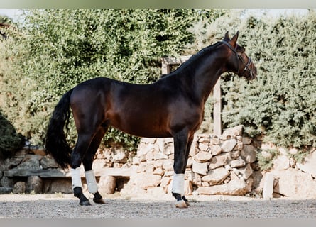 Andalusier, Hengst, 4 Jahre, 166 cm, Dunkelbrauner