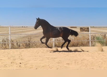 Andalusier, Hengst, 4 Jahre, 168 cm, Rappe