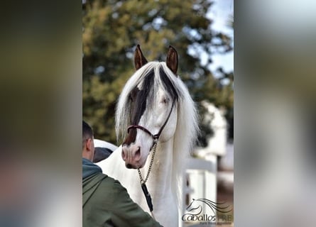 Andalusier, Hengst, 4 Jahre, 168 cm, Schecke