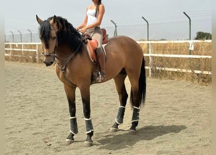 Andalusier, Hengst, 4 Jahre, 172 cm, Falbe