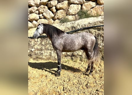 Andalusier, Hengst, 4 Jahre, Schimmel