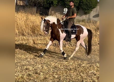 Andalusiër, Hengst, 5 Jaar, 160 cm, Gevlekt-paard