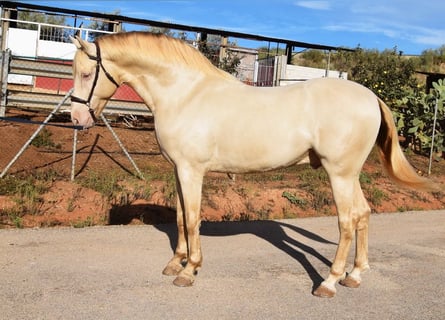Andalusiër, Hengst, 5 Jaar, 160 cm, Pearl
