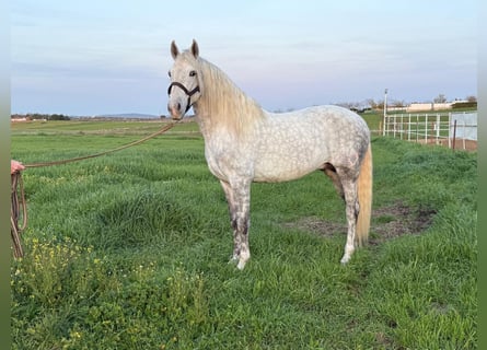 Andalusiër, Hengst, 5 Jaar, 160 cm, Schimmel