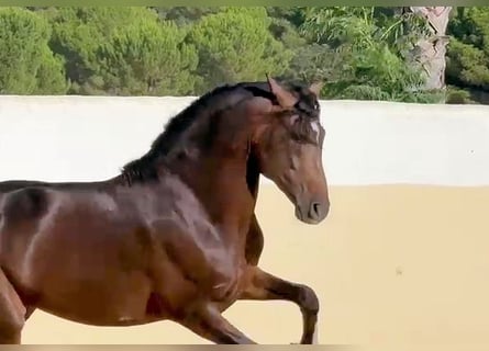 Andalusiër, Hengst, 5 Jaar, 161 cm, Bruin